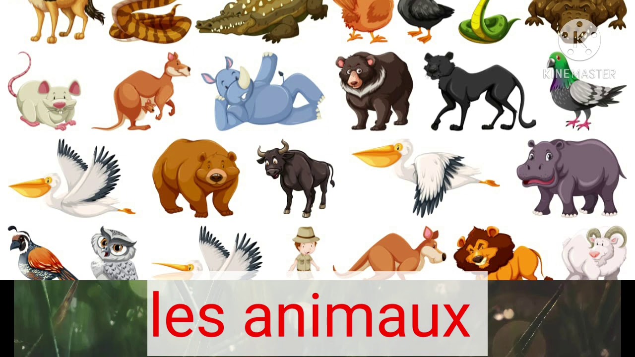 les animaux sauvages et domestiques