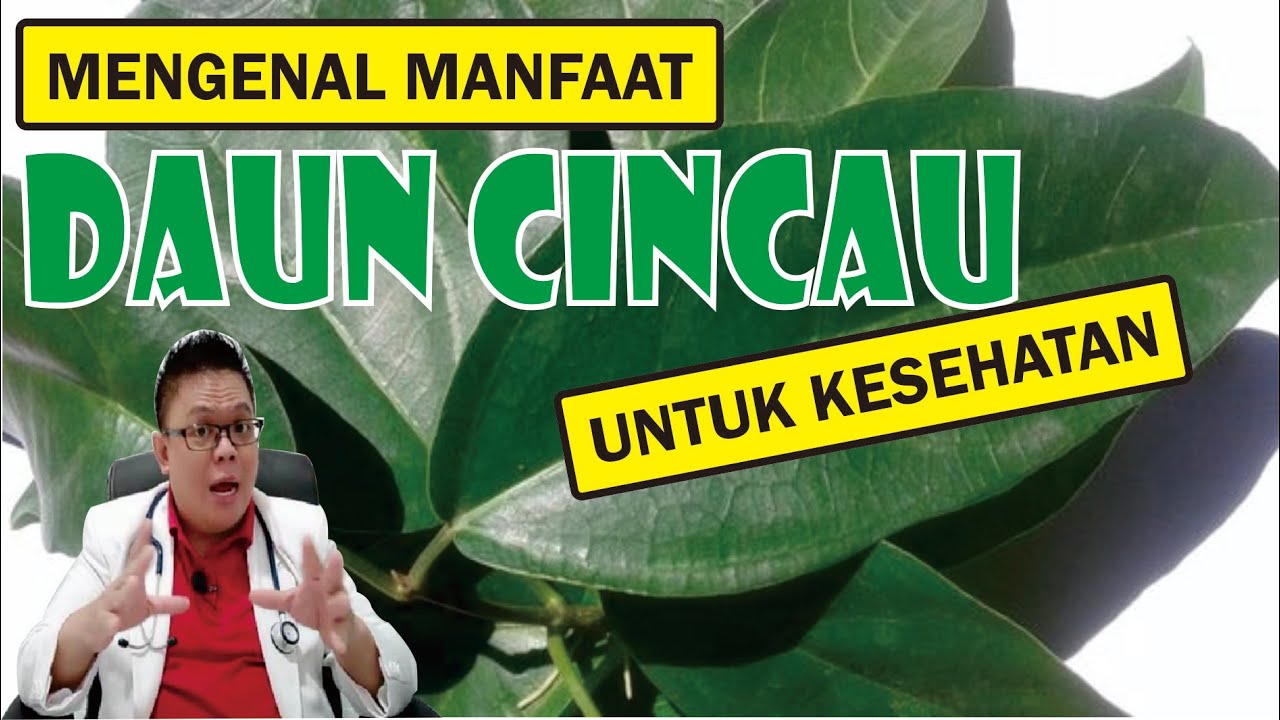 MENGENAL MANFAAT DAUN CINCAU UNTUK KESEHATAN