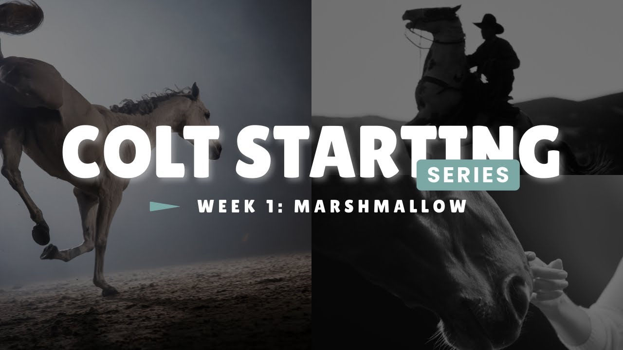 Colt Starting Series: Marshmallow Wk 1