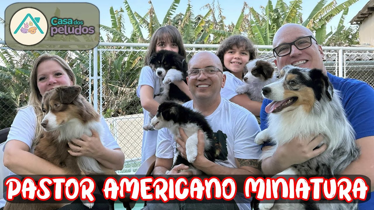 O CÃO PERFEITO PARA A FAMÍLIA? Conheça o Pastor Americano Miniatura com Patty Oliveira!
