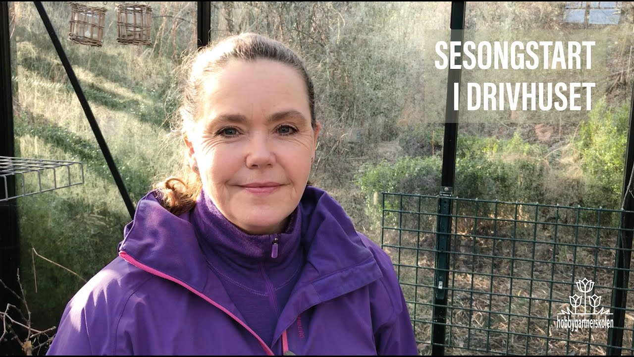 Sesongstart i drivhuset