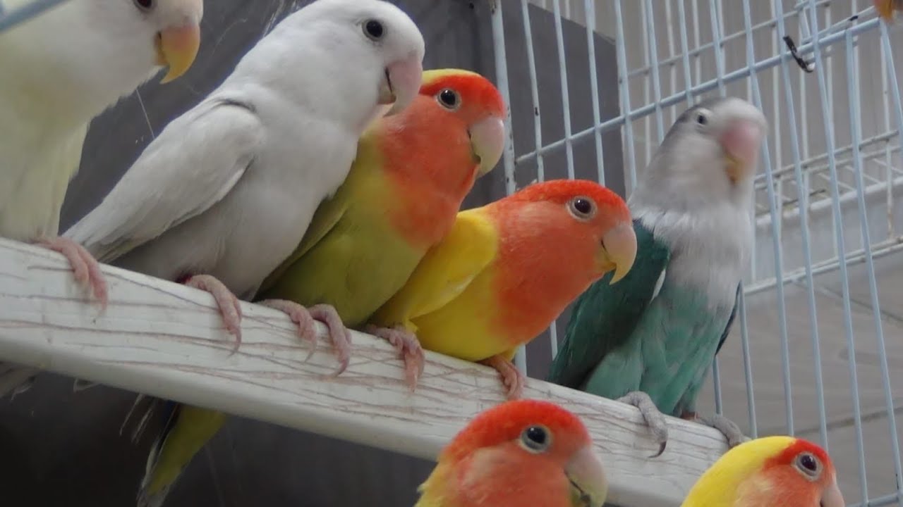 Lovebirds chirping