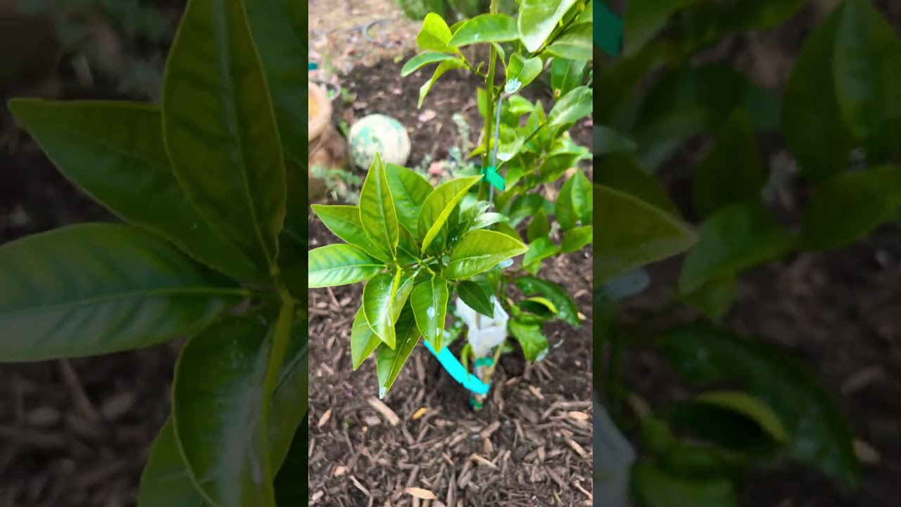 Hardy citrus update: sinton citrangequat survived the recent freeze in Maryland #gardening