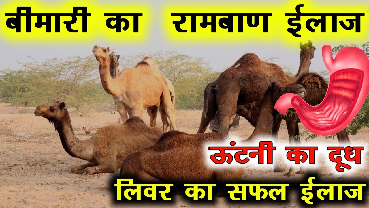 ऊंटनी का दूध कैसे पिये कितना पिये किस बिमारी के लिए पिये||Details Information Camel Milk Rajasthan