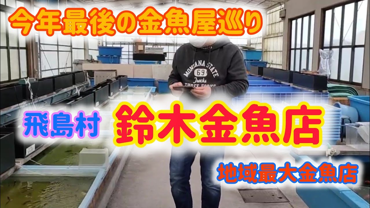 【金魚】【鈴木金魚店】今年最後の訪問