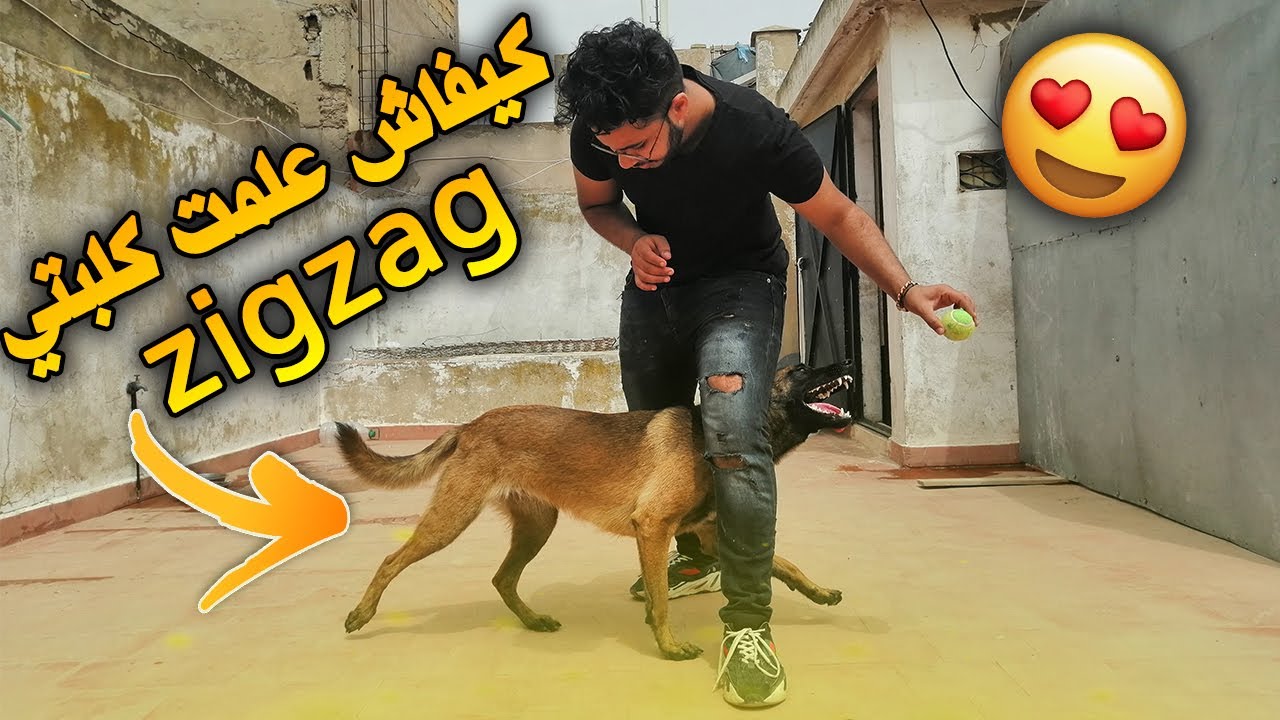 أسهل طريقة علمت بها كلبتي (ZIGZAG) 🔥