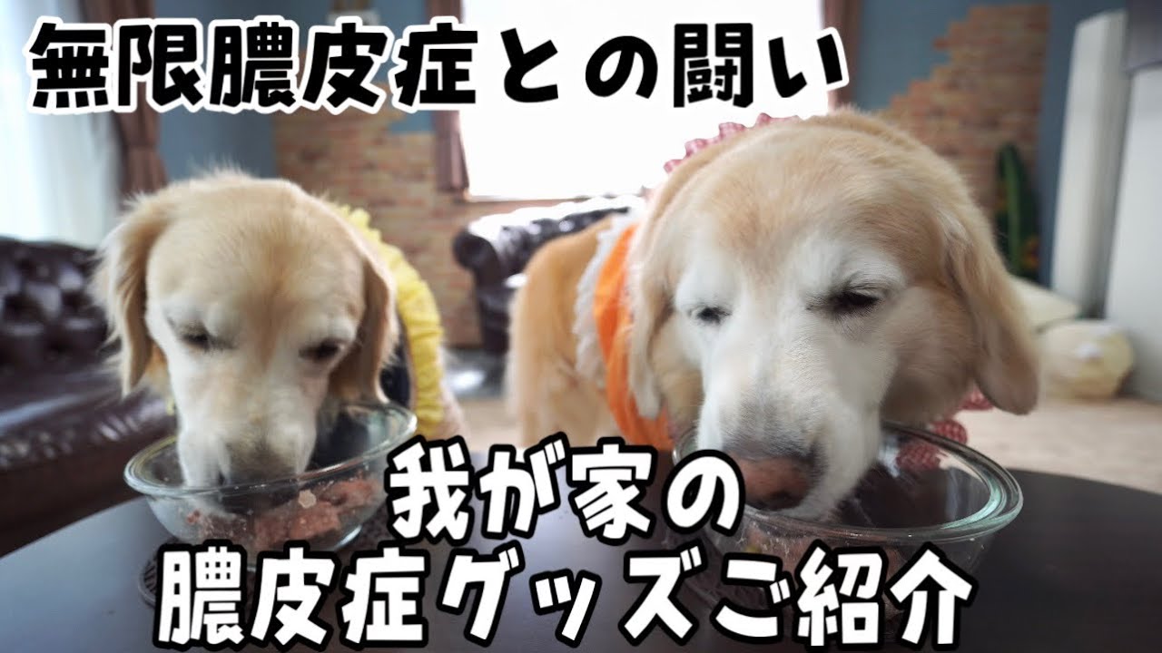 【膿皮症との闘い】今我が家で使っている膿皮症グッズはこちらです
