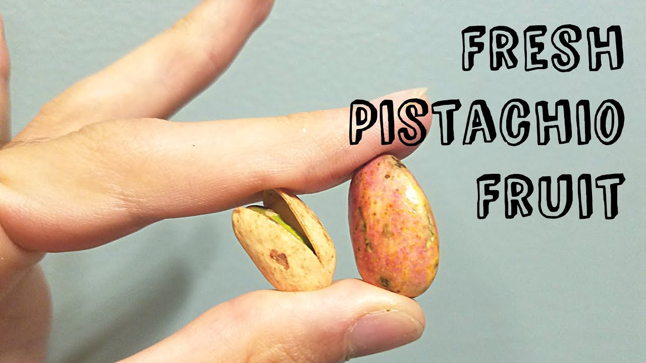 What do FRESH Pistachios taste like? - Weird Fruit Explorer Ep 237