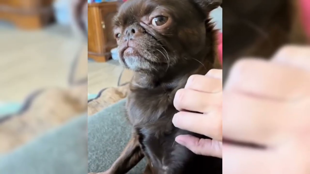 Смешные видео о ЖИВОТНЫХ 😂 Самые смешные КОШКИ😺 и СОБАКИ🐶 2025 года #кошки #смешно #собаки #питомцы