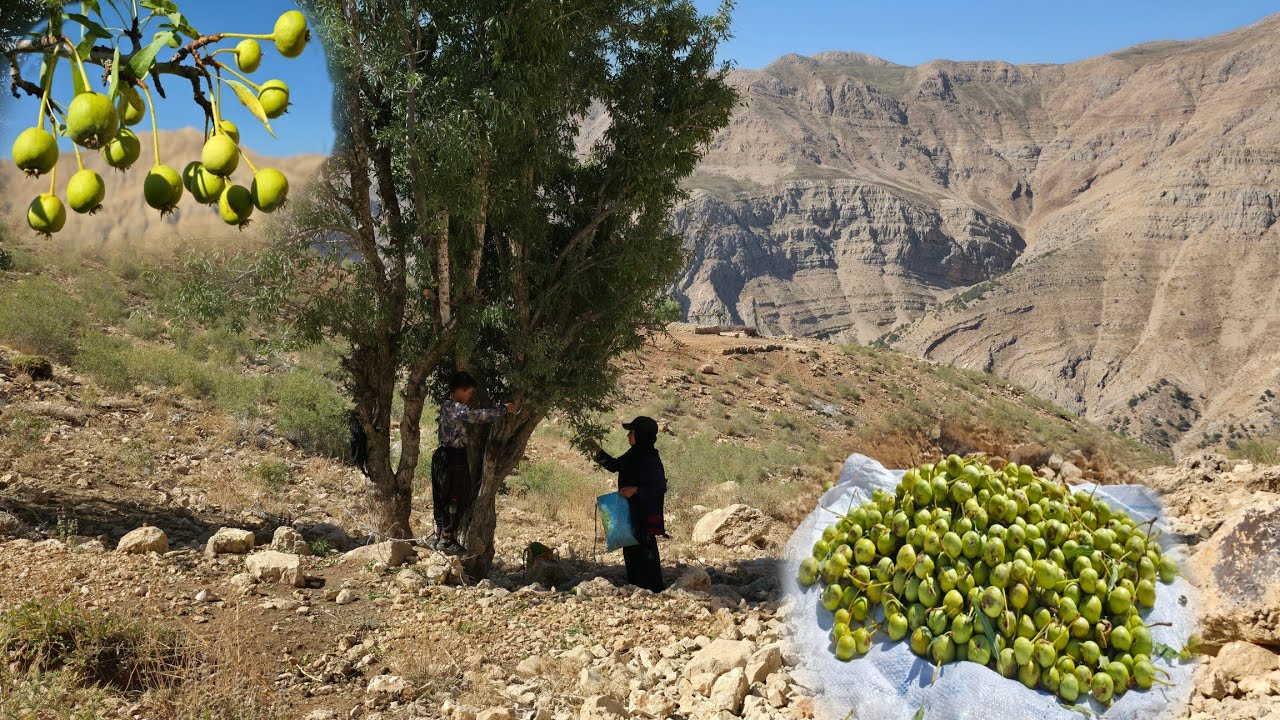 Кочевая жизнь в Иране. Сбор диких груш 🍐 кочевниками в горах ⛰️