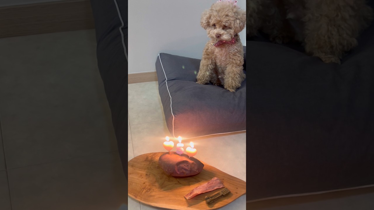 오늘은 복떠니의 여섯번째 생일입니다🎂🐶