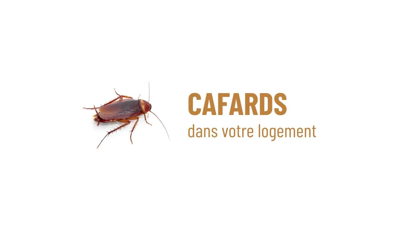 Prévenir ou se débarrasser des cafards