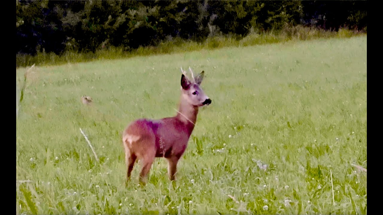 #89 ✅ When Hare Meets Deer – A Whisper in the Swedish 🔹 Night  @MinimalWhole