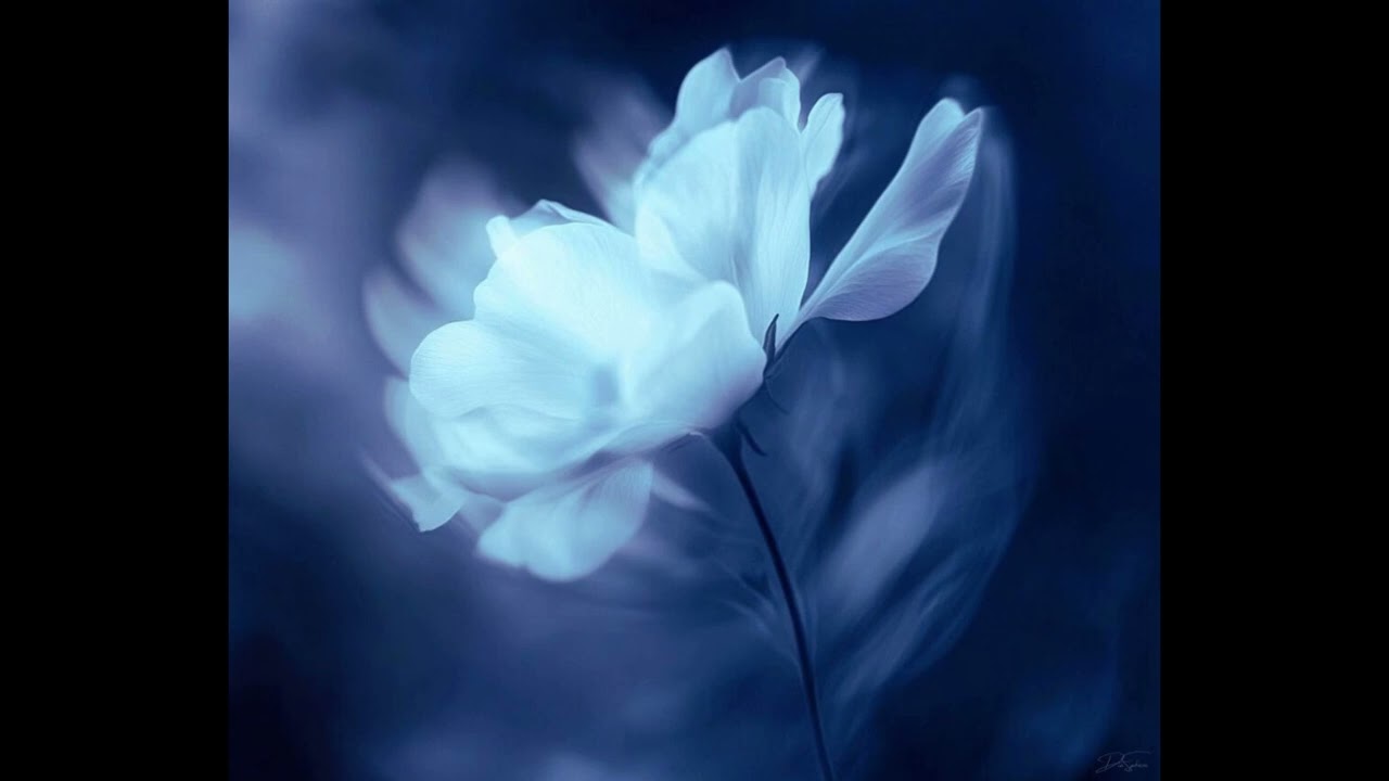 DiaSphera - Wildblume