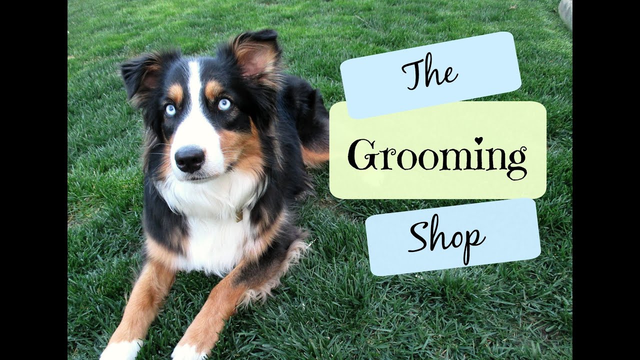 My Grooming Room Tour |Life With Aspen|