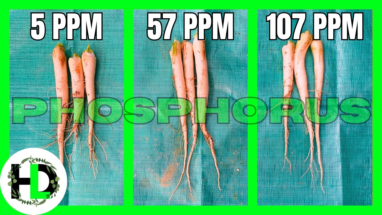 Low vs. High Phosphorus Hydroponic Grow