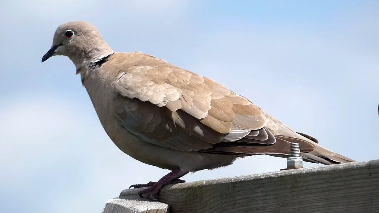 Collared Doves Unveiled: A Captivating Video Exploration