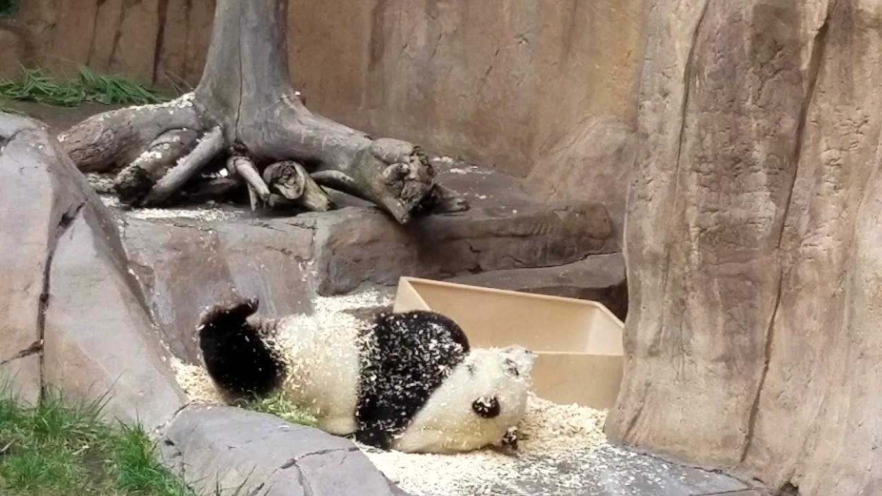 Most adorable, cute, funny panda bear video at San Diego Zoo 2016