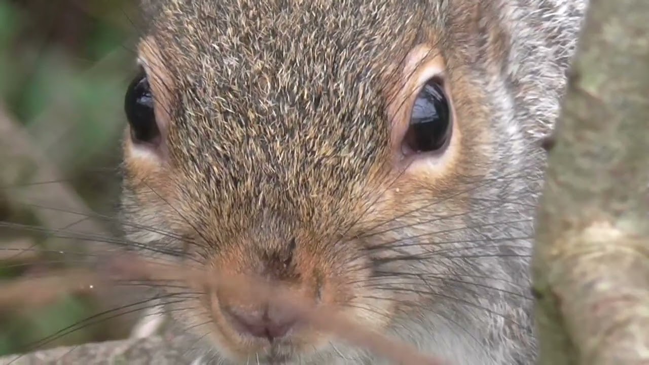 the grey squirrel with nuts