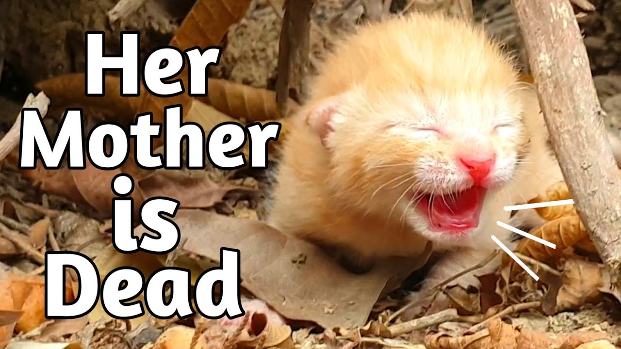 Homeless Kitten Searching for Mama, Now Safe and Loved