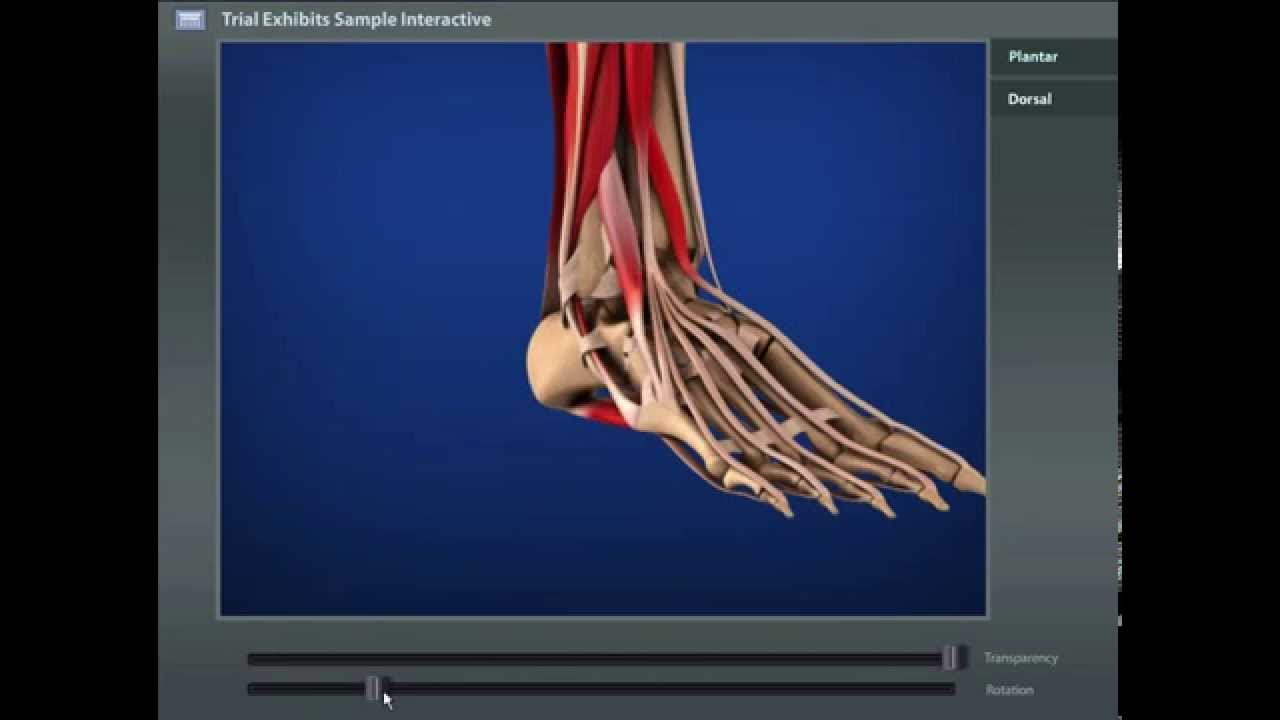 Foot Medical Interactive