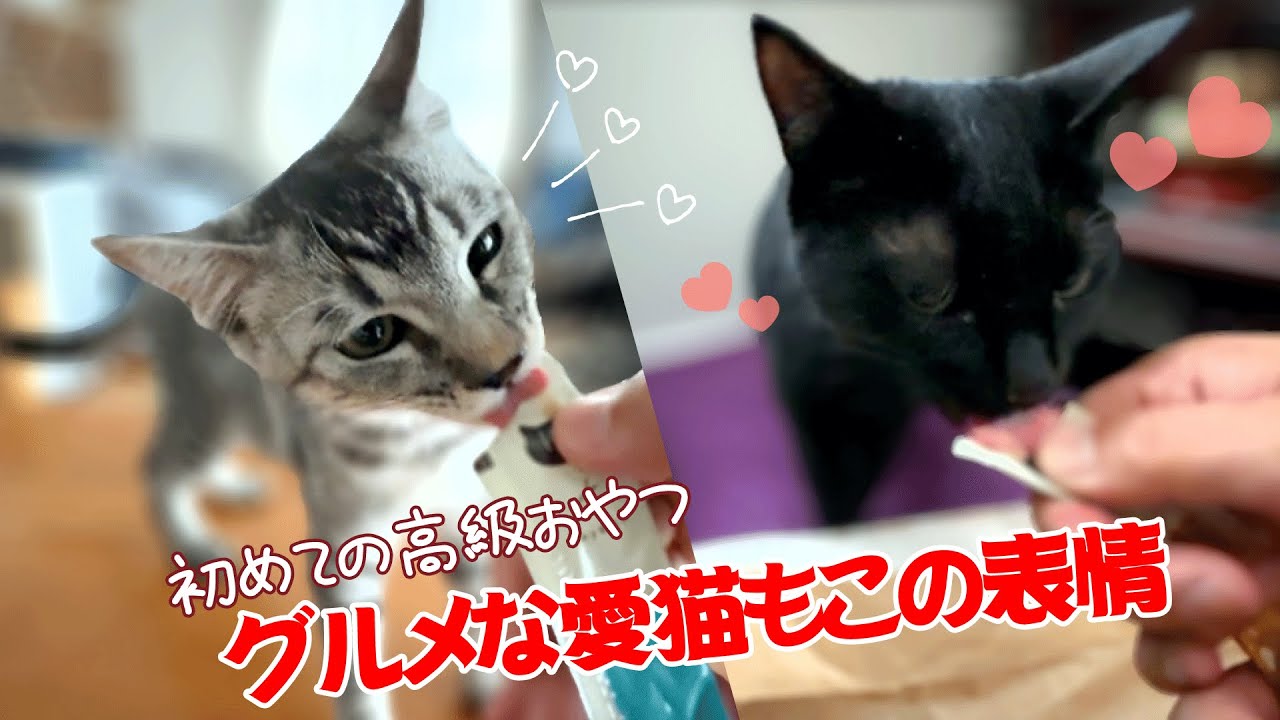 袋を開けた瞬間から大興奮！初めての「国産無添加おやつ」に、今まで見たことない顔で食らいつく猫たちが可愛すぎた