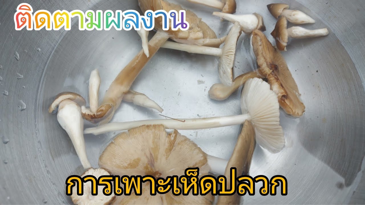 เพาะเห็ดปลวก  ติดตามผลงาน EP. 3  เริ่มเกิดเยอะ