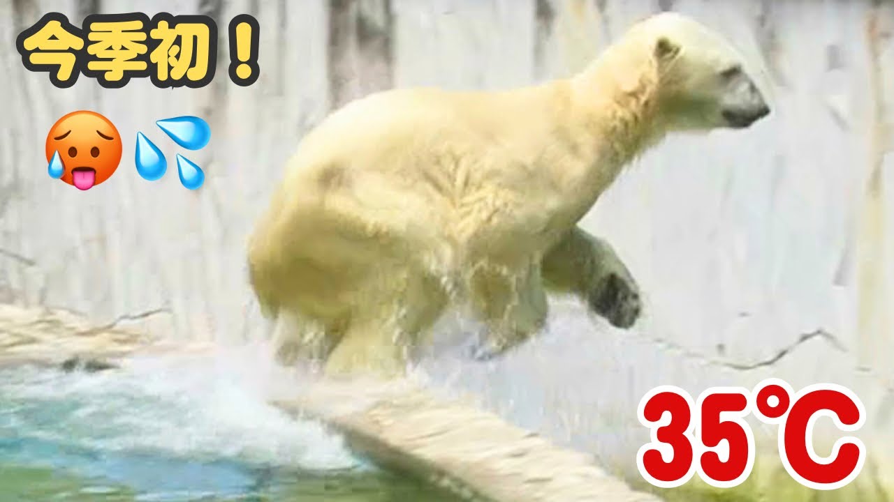 暑くてもへっちゃらだよ！イタズラもしちゃうフブキくん【東山動植物園】