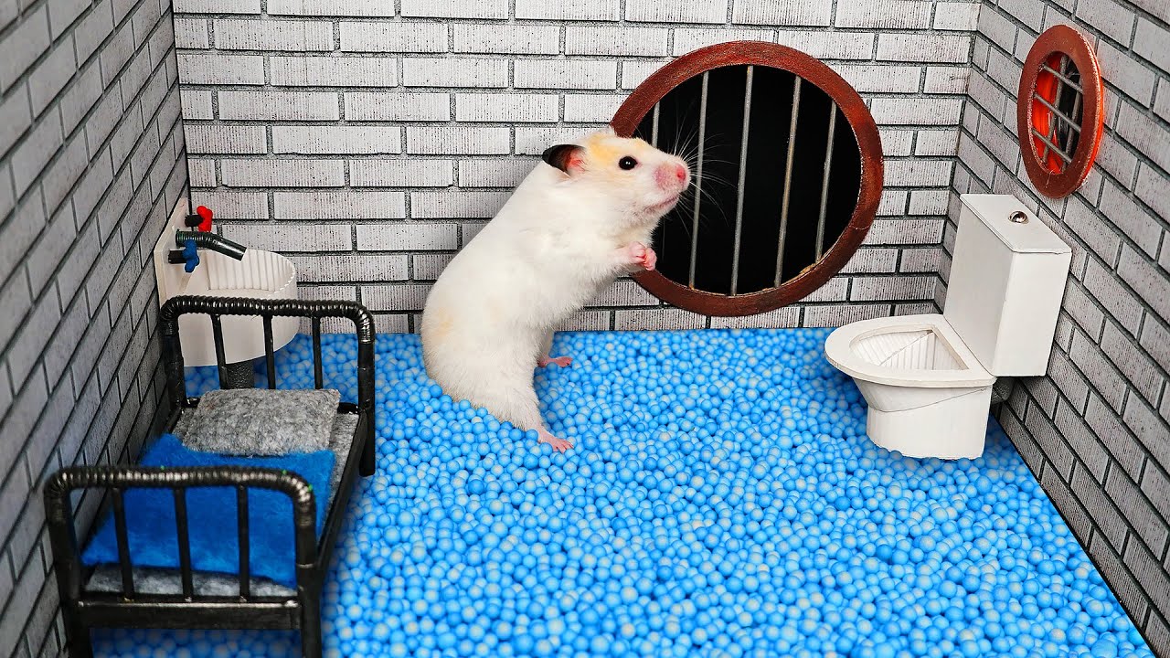 Hamster Escapes the Creative Maze for Pets in real life 🐹 in Hamster Stories Part 2