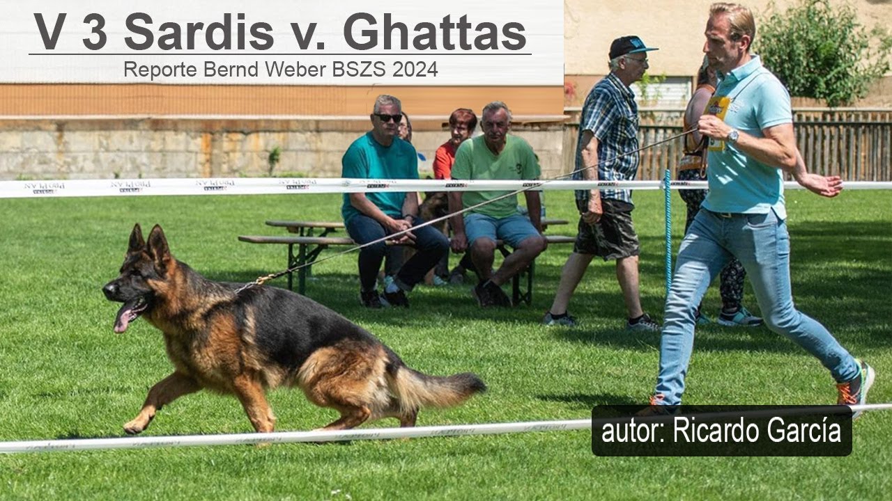 Sardis v. Ghattas BSZ-2024