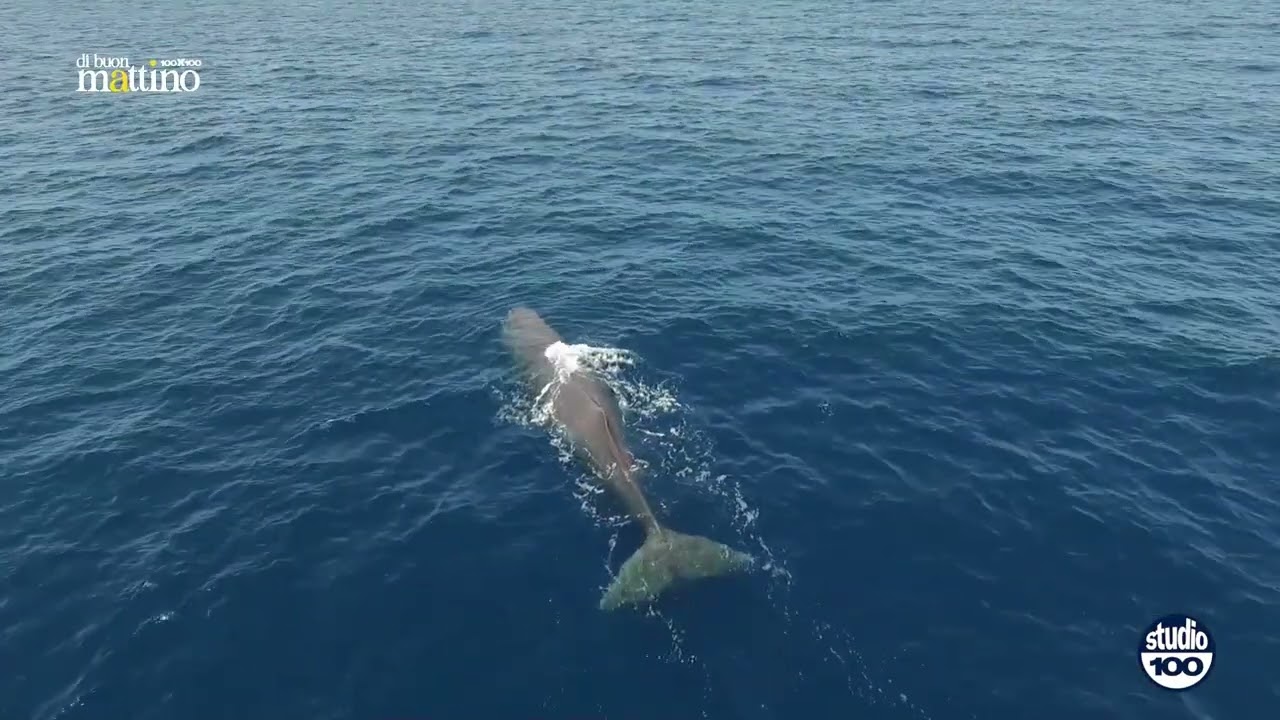 Alla Jonian Dolphin Conservation la quarta “Medaglia del Mare - Enzo Maiorca