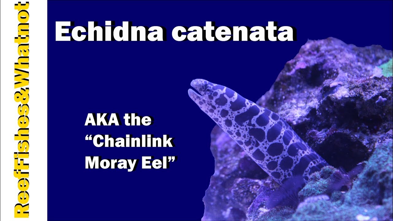 Overview of Echidna catenata AKA the Chainlink Eel