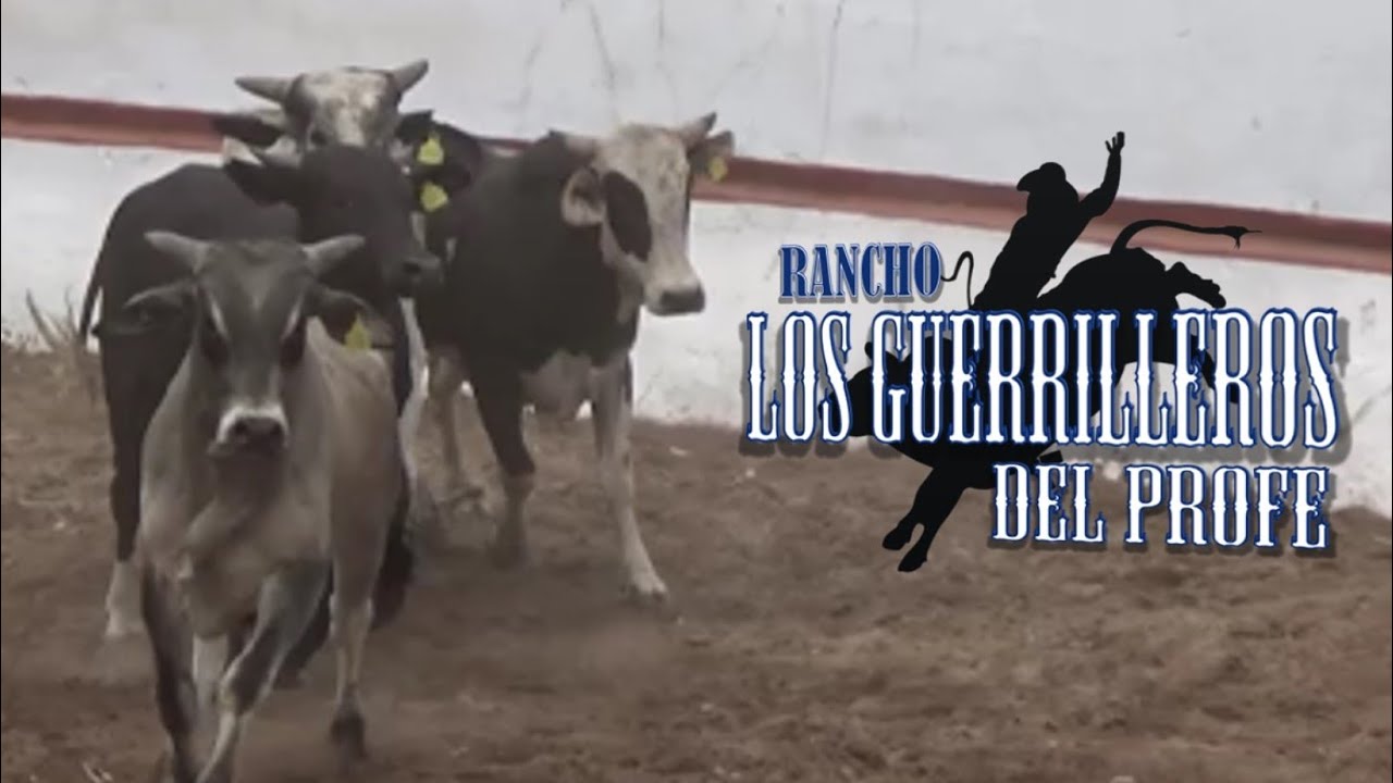 CALANDO GUERRILLEROS, PURO NACIDO Y CRIADO EN EL RANCHO!!!