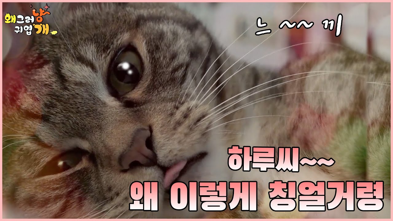 하루라도 안 우는 날이 없다는 고양이 '하루' 하루씨 왜 이렇게 칭얼거령~