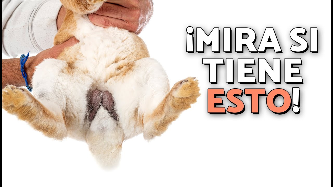 🔎  &iquest;C&Oacute;MO saber si mi CONEJO es MACHO o HEMBRA? 🐇🐰 | &iexcl;PASO a PASO muy F&Aacute;CIL y r&aacute;pido!