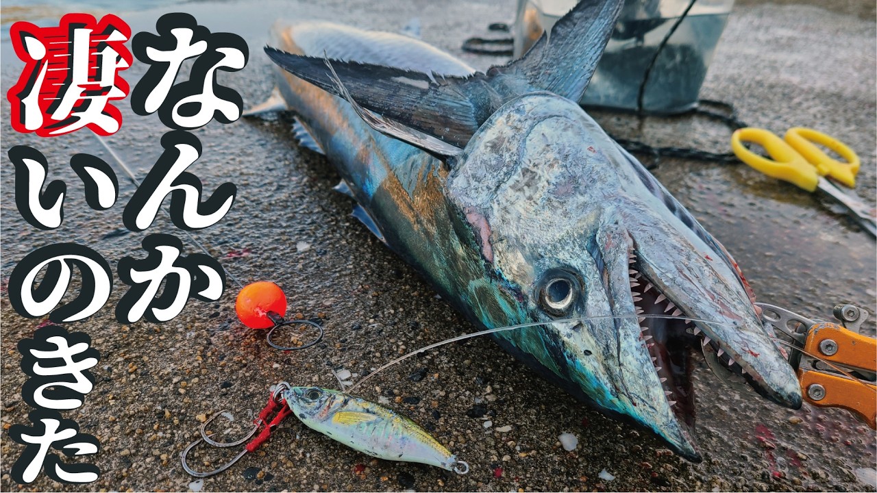 堤防先端で1人では到底無理の限界を超えた巨大魚！あまりのデカさに海へと引きずられる
