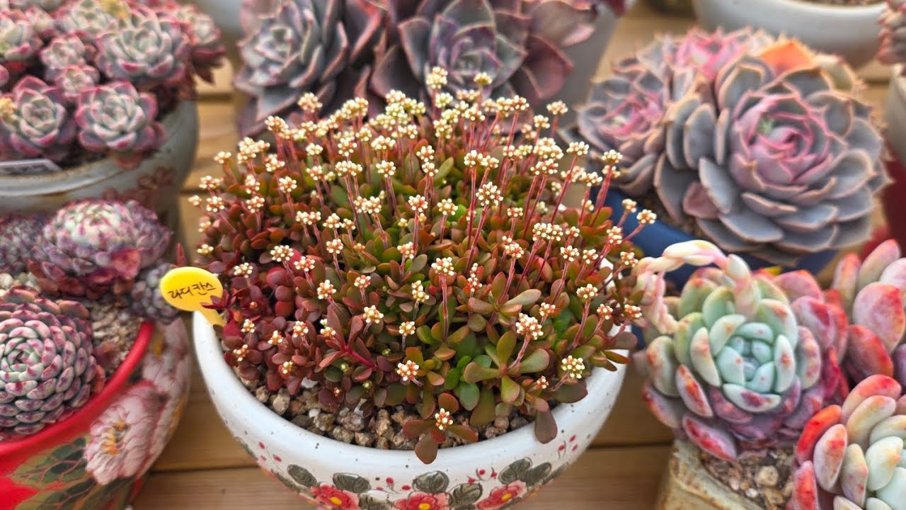 26년 3월1일 벌써부터 곰팡이!깍지!출현하고 있어요!부지런히 방제하자!#succulent #다육이 