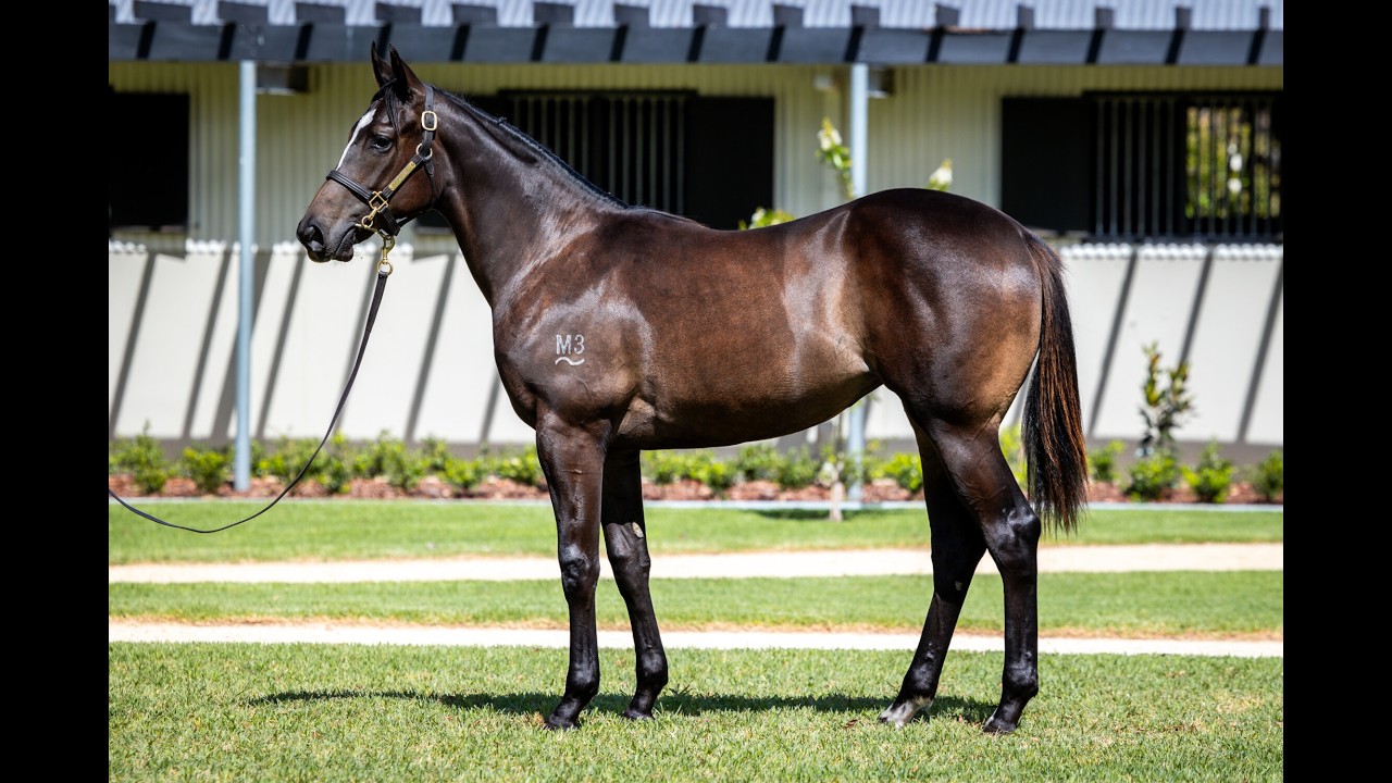 Captivant x Carribean Sunset Filly