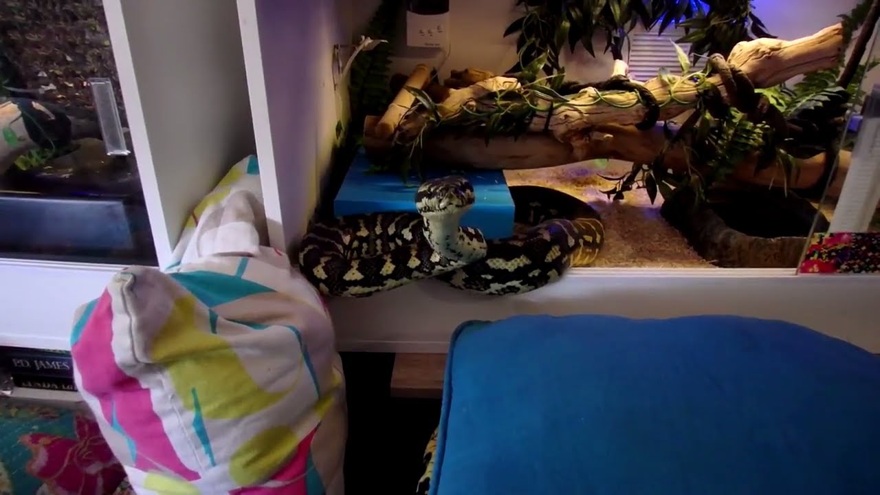 Care Of Jungle Carpet Pythons