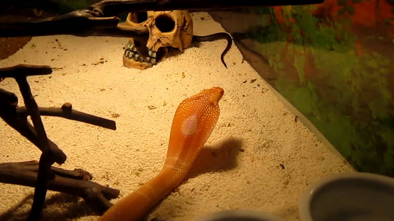 Three Naja kaouthia 's  Monocled Cobra