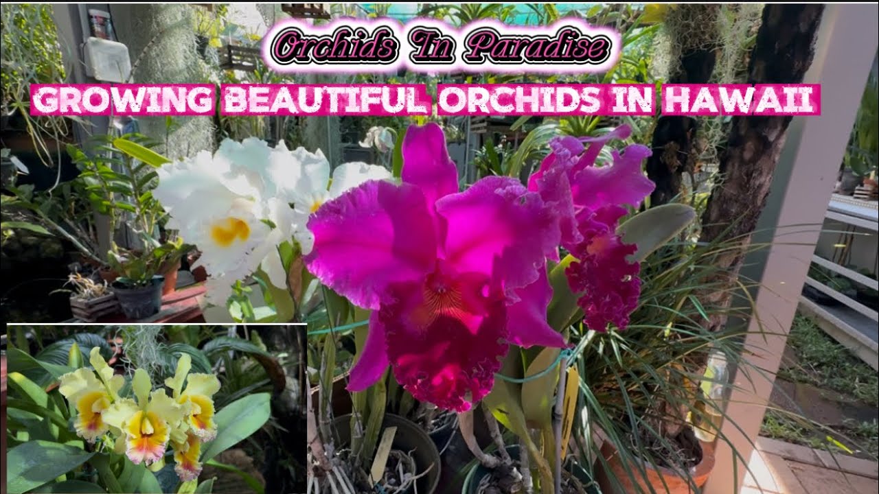 Orchid Haul from Two Silent Auctions! What’s Blooming in my Garden! And Orchid Chit Chat! 