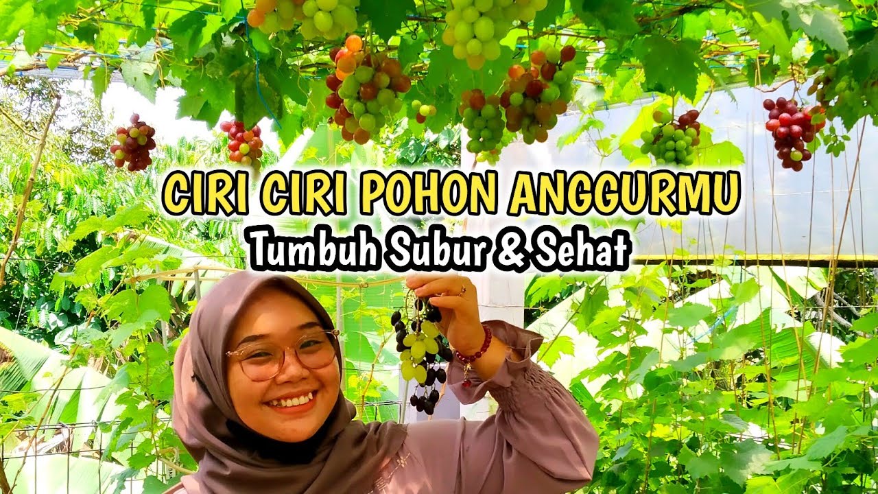 Andai Tau Dari Dulu❓Ciri Ciri Pohon Anggurmu Tumbuh Subur 4 Sehat 5 Sempurna‼️