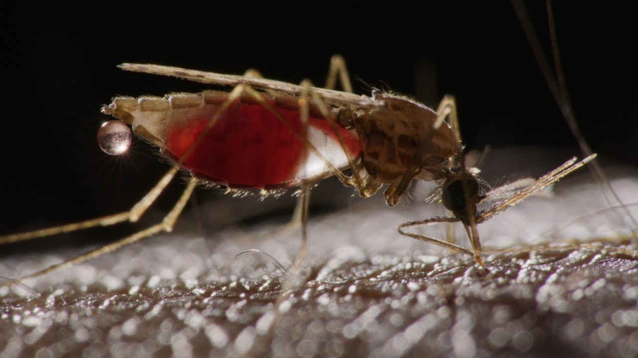 WINGSPAN PRODUCTIONS The Battle To Beat Malaria BTS