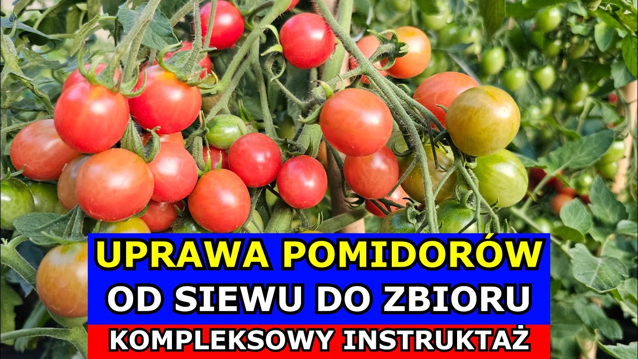 Jak uprawiać Pomidory OD SIEWU DO ZBIORU - Kompleksowy Instruktaż Uprawa Pomidorów.