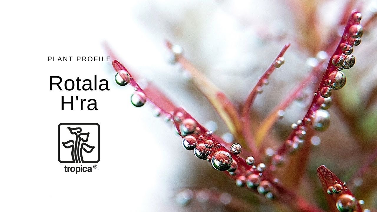 Rotala rotundifolia 'H'ra'