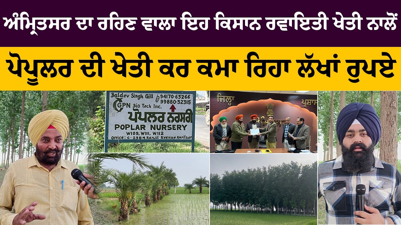 ਪਾਪੂਲਰ ਦੀ ਖੇਤੀ ਤੋਂ ਕਿੱਦਾਂ ਹੁੰਦੀ ਲੱਖਾਂ ਦੀ ਕਮਾਈ | FARMING IN PUNJAB | LATEST PUNJABI VIDEOS