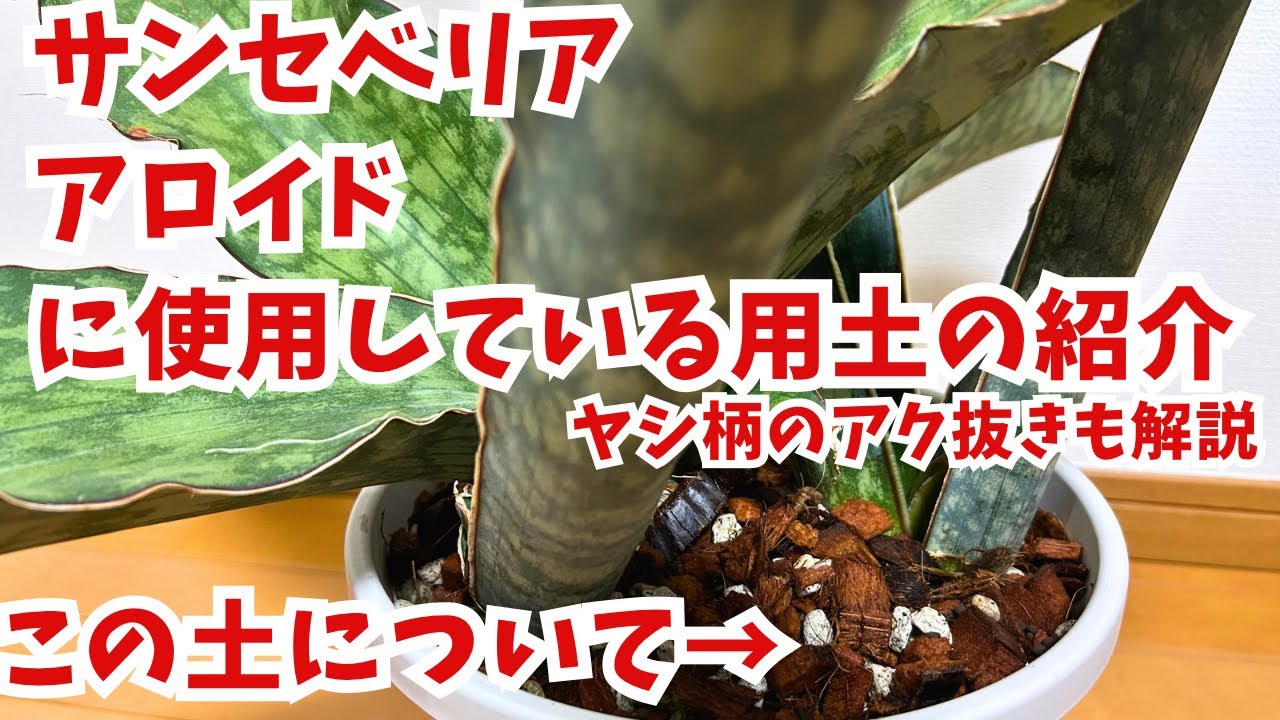 【サンセベリア、アロイドの土レシピ】アク抜き・微塵洗浄の様子とその必要性についても解説