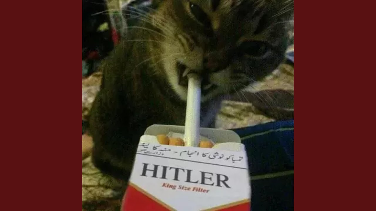 wtf is the meaning of life