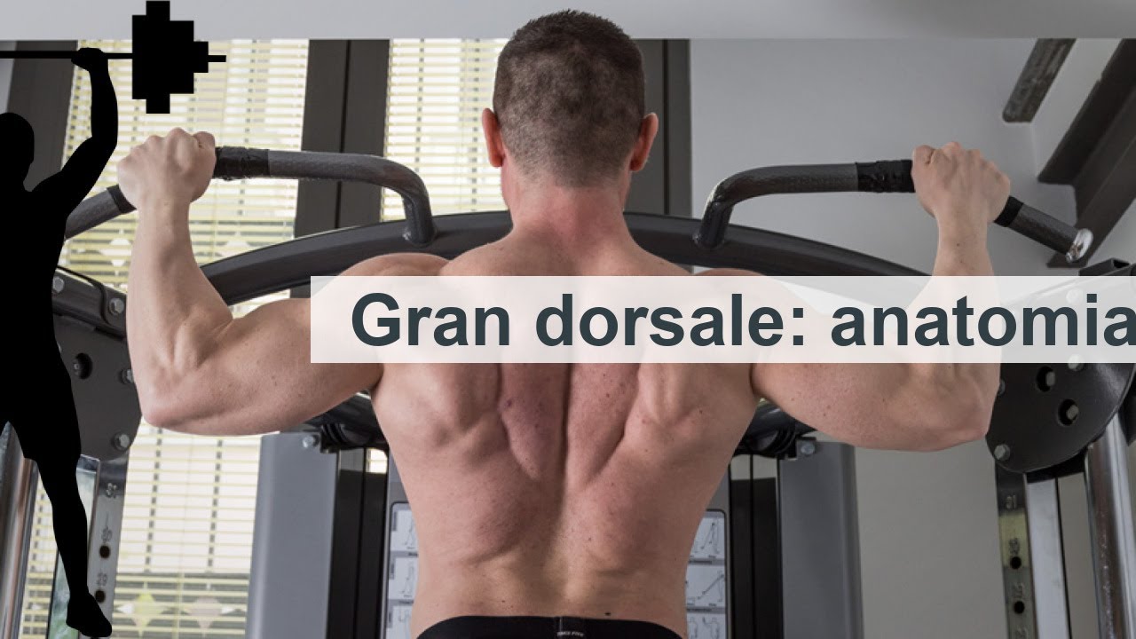 Gran dorsale: anatomia
