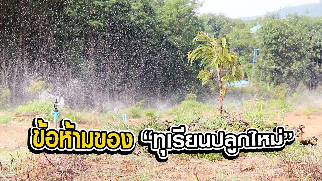 ข้อห้ามของทุเรียนปลูกใหม่